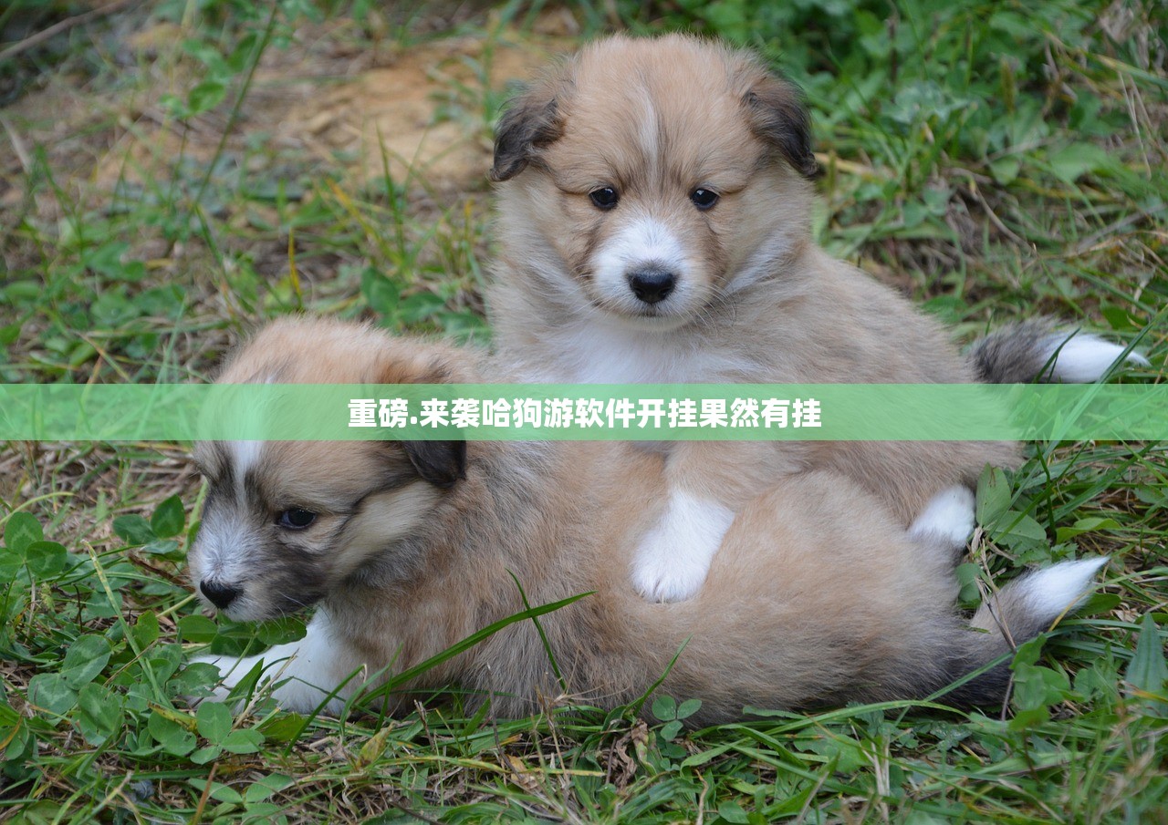 重磅.来袭哈狗游软件开挂果然有挂