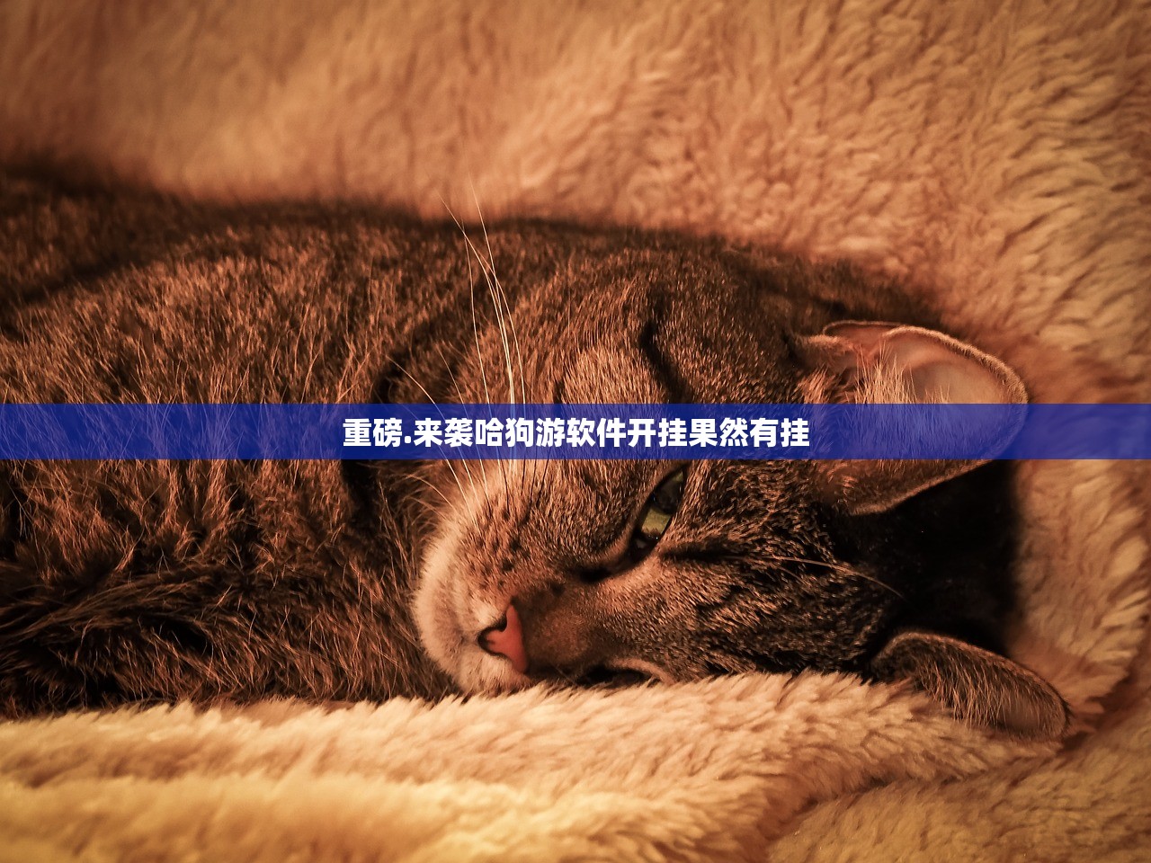 重磅.来袭哈狗游软件开挂果然有挂