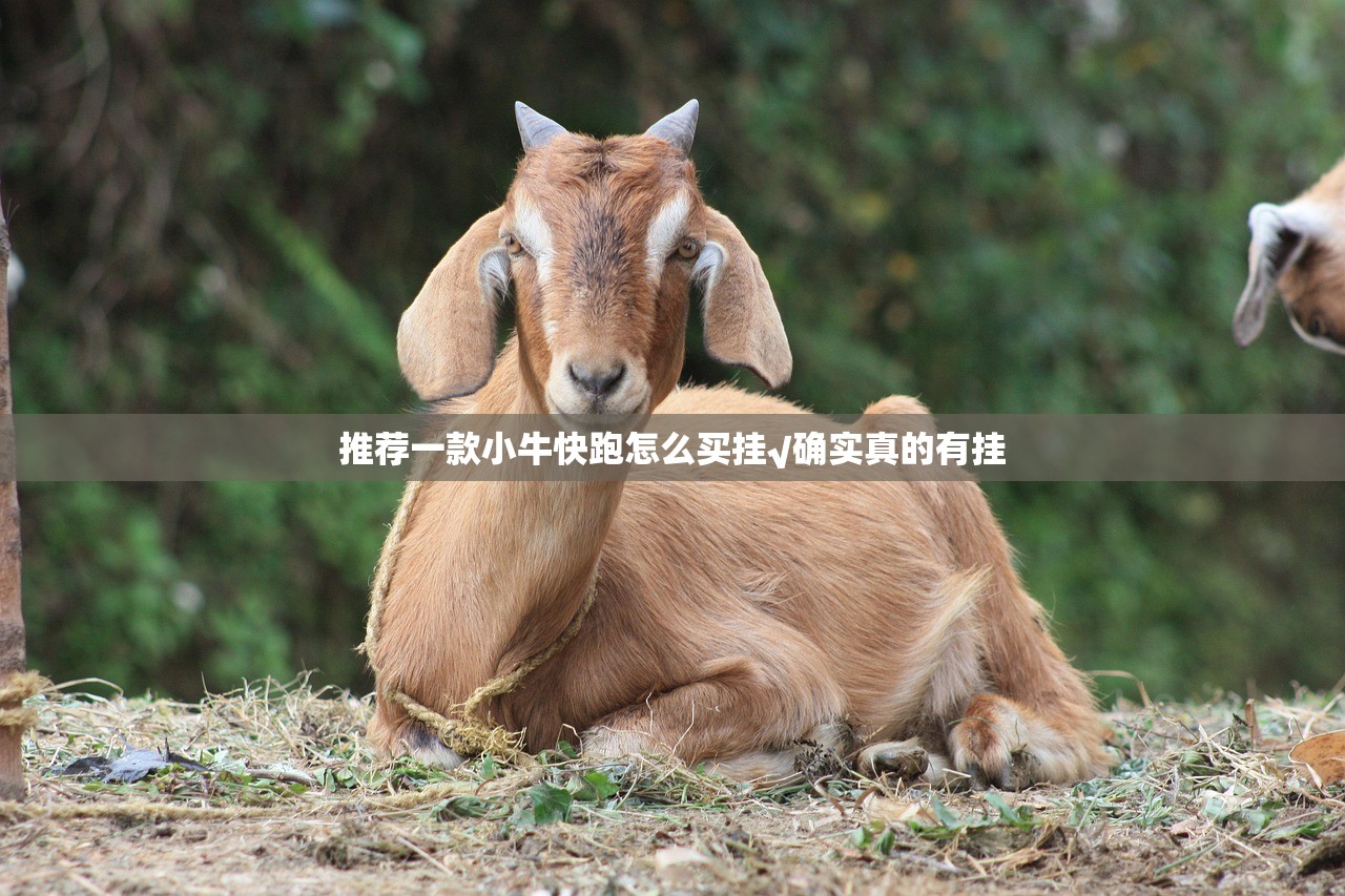 推荐一款小牛快跑怎么买挂√确实真的有挂