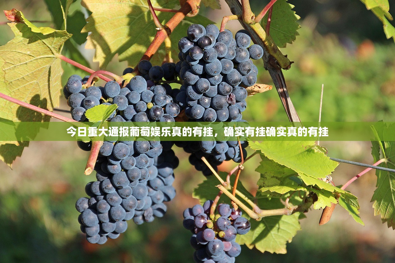 今日重大通报葡萄娱乐真的有挂，确实有挂确实真的有挂