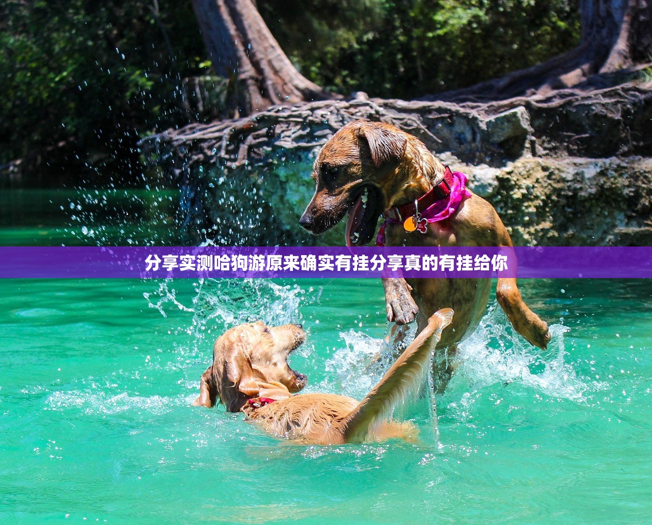 分享实测哈狗游原来确实有挂分享真的有挂给你