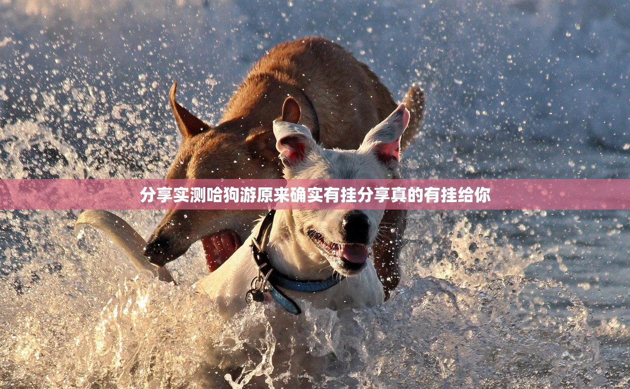 分享实测哈狗游原来确实有挂分享真的有挂给你