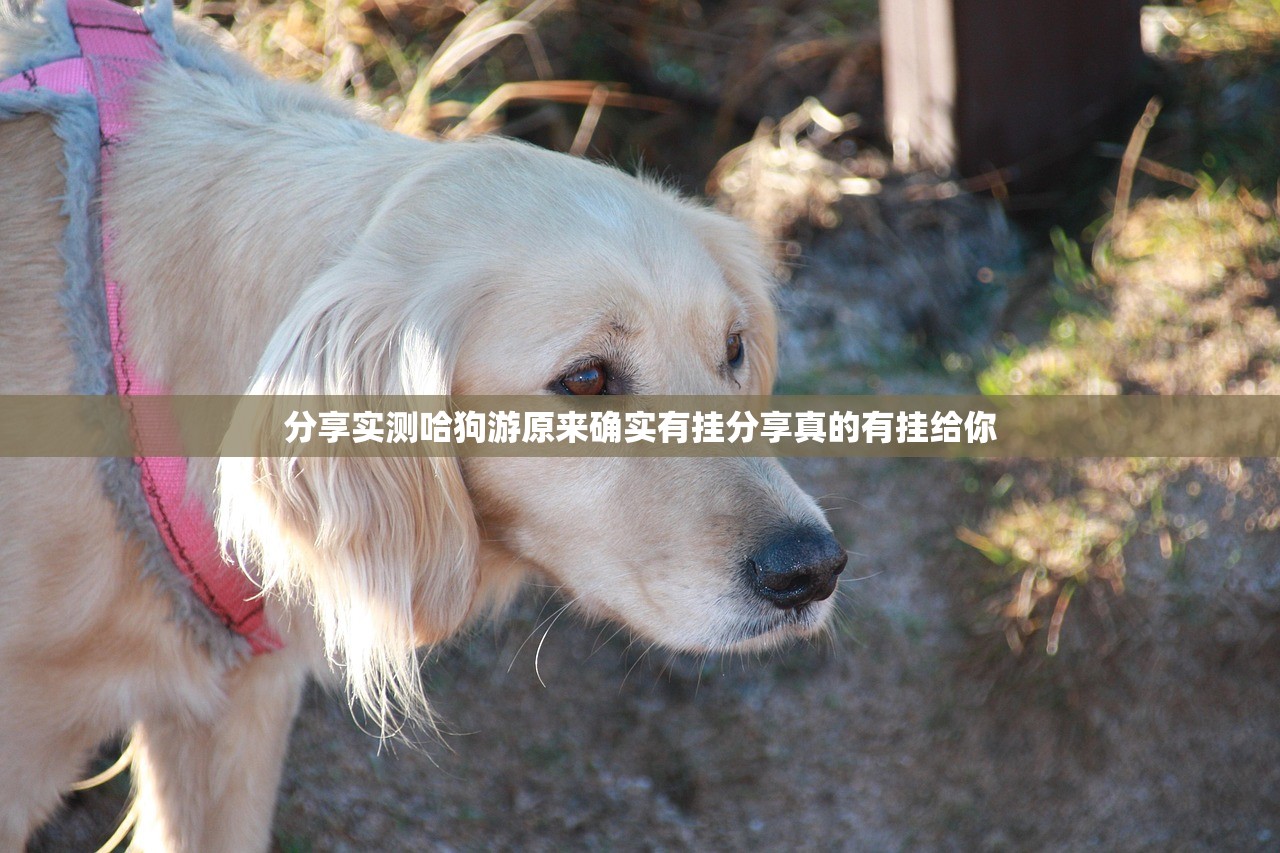 分享实测哈狗游原来确实有挂分享真的有挂给你