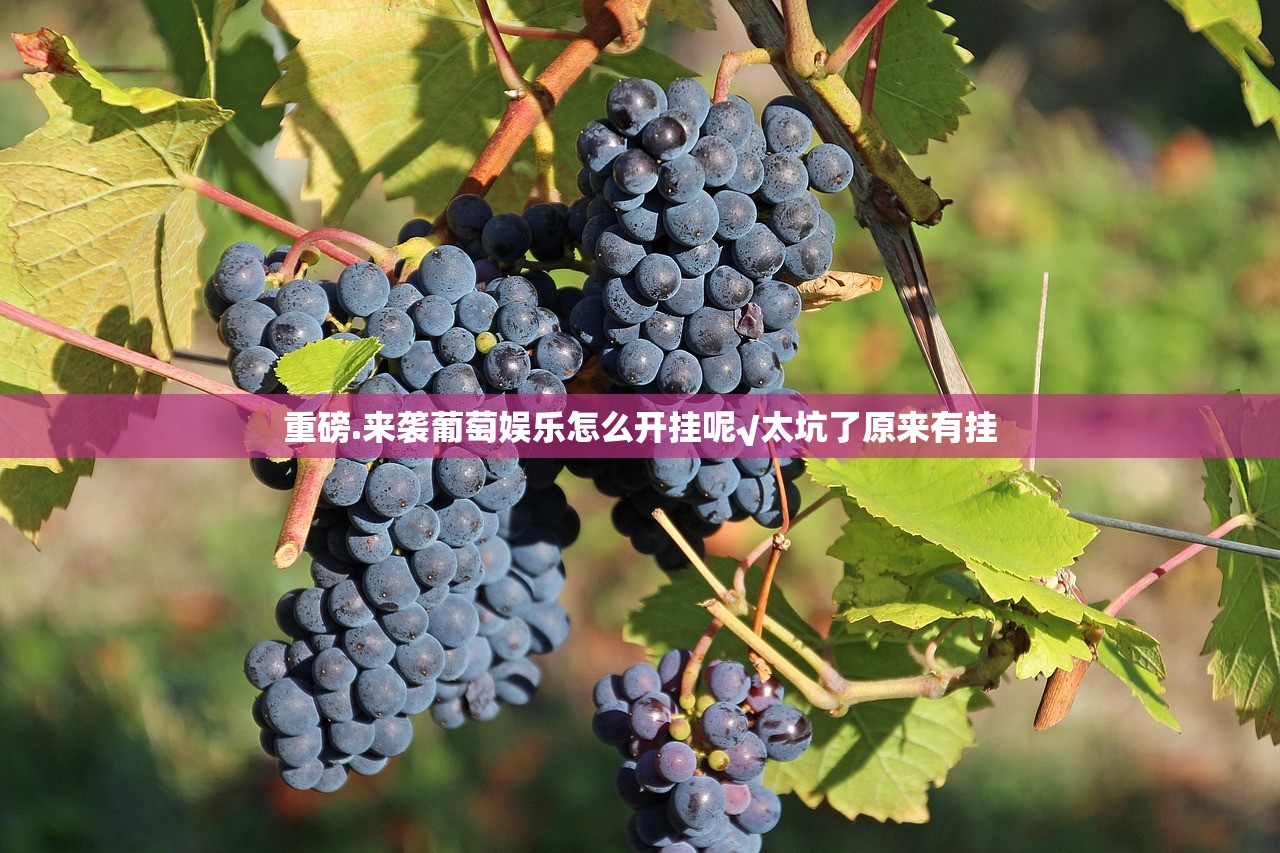 重磅.来袭葡萄娱乐怎么开挂呢√太坑了原来有挂