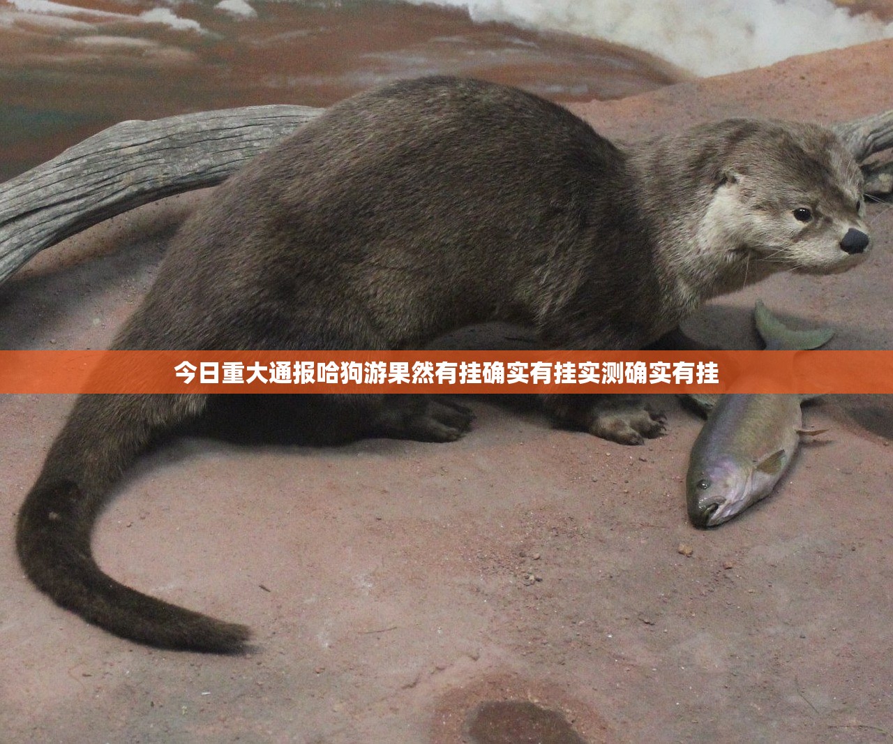 今日重大通报哈狗游果然有挂确实有挂实测确实有挂
