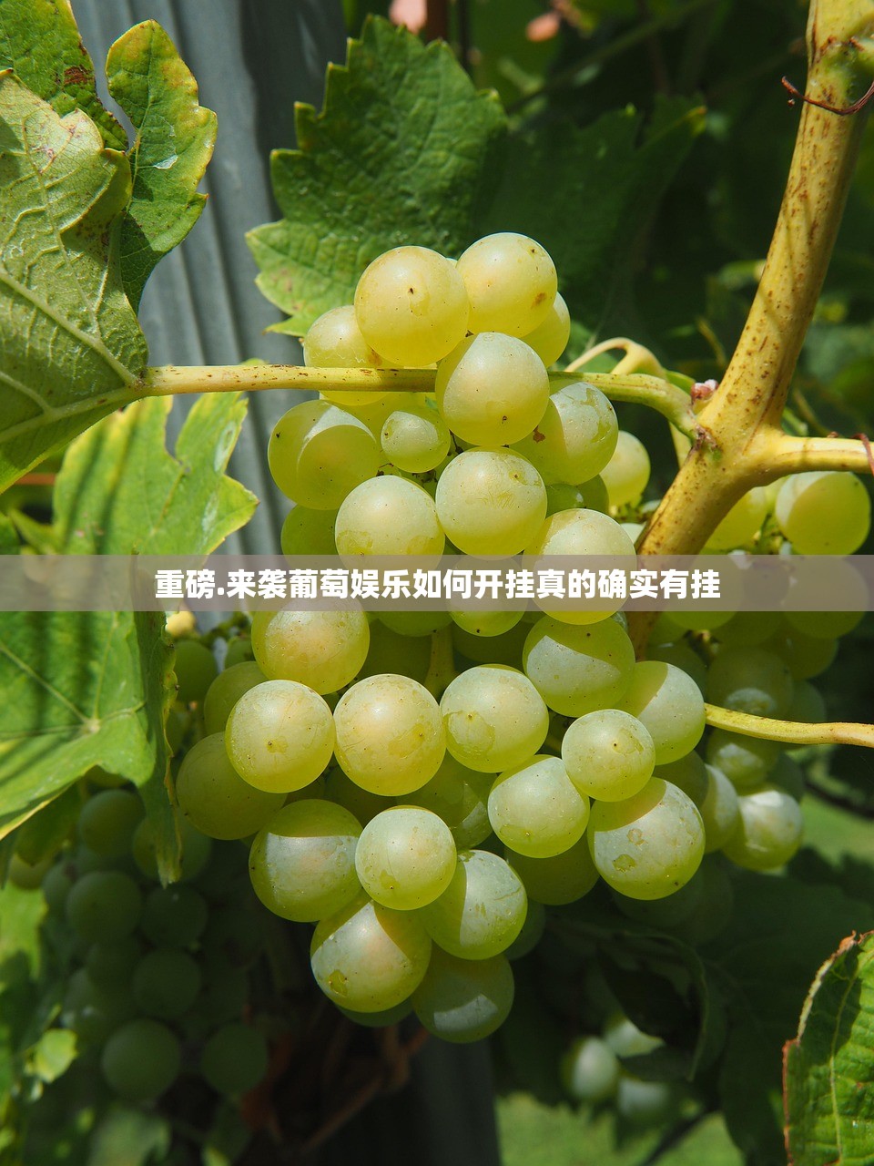 重磅.来袭葡萄娱乐如何开挂真的确实有挂