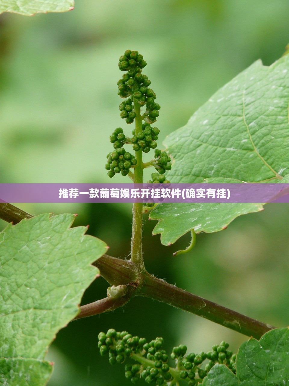 推荐一款葡萄娱乐开挂软件(确实有挂)