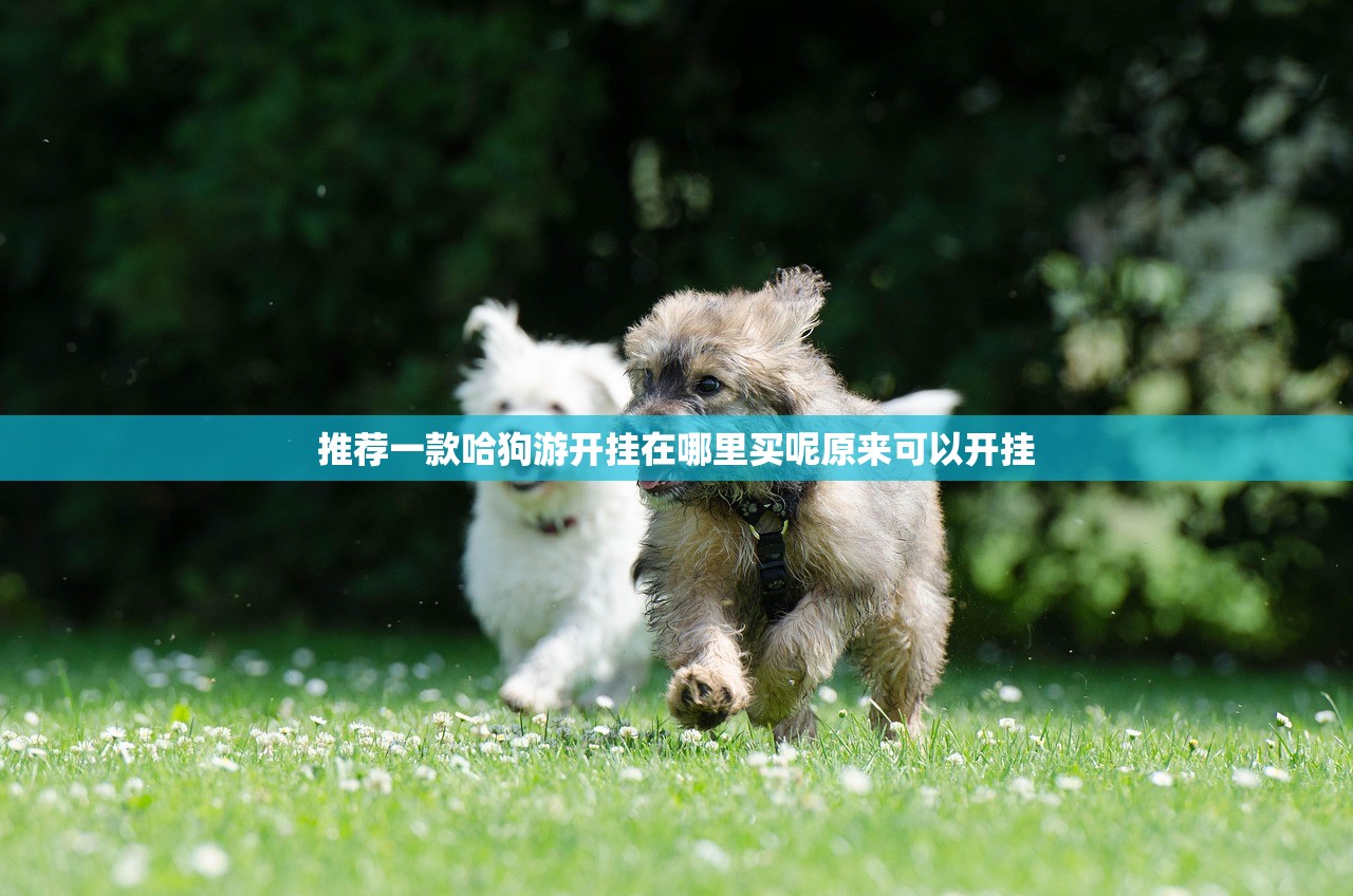 推荐一款哈狗游开挂在哪里买呢原来可以开挂