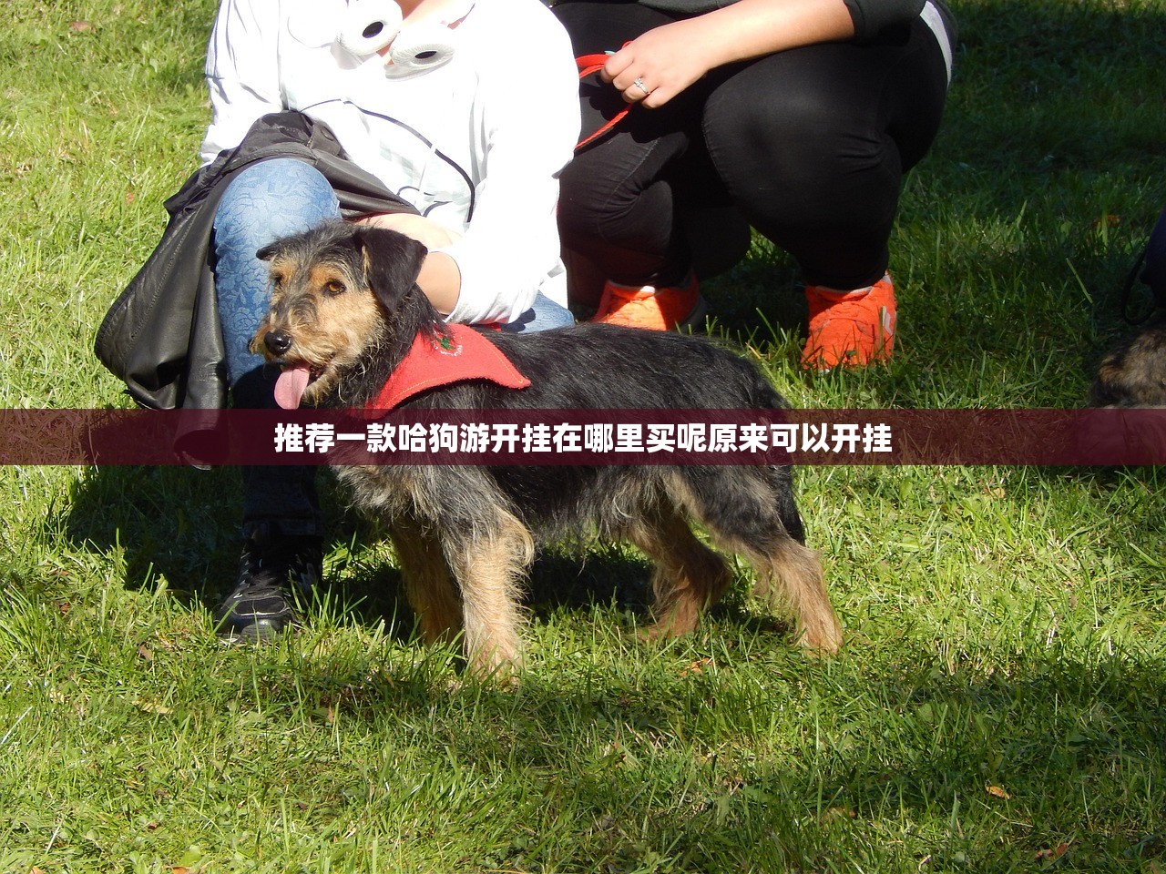 推荐一款哈狗游开挂在哪里买呢原来可以开挂
