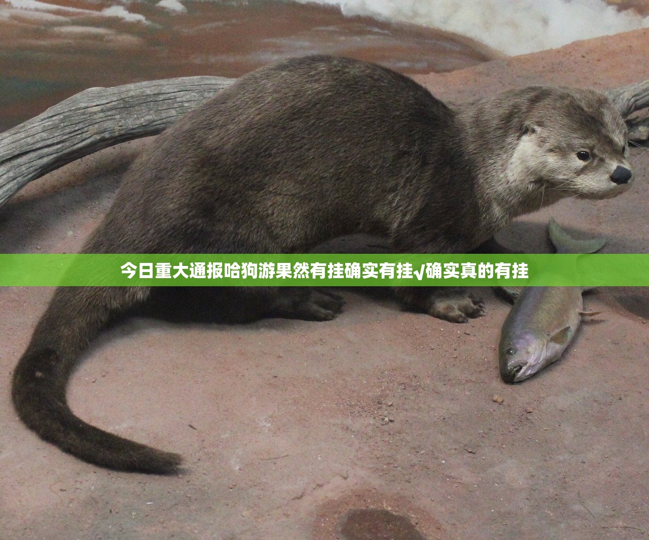 今日重大通报哈狗游果然有挂确实有挂√确实真的有挂