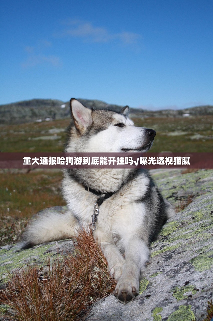 重大通报哈狗游到底能开挂吗√曝光透视猫腻