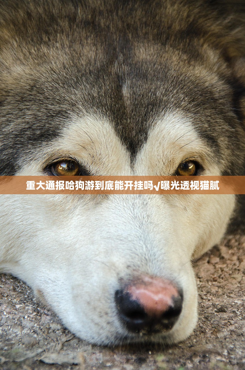 重大通报哈狗游到底能开挂吗√曝光透视猫腻