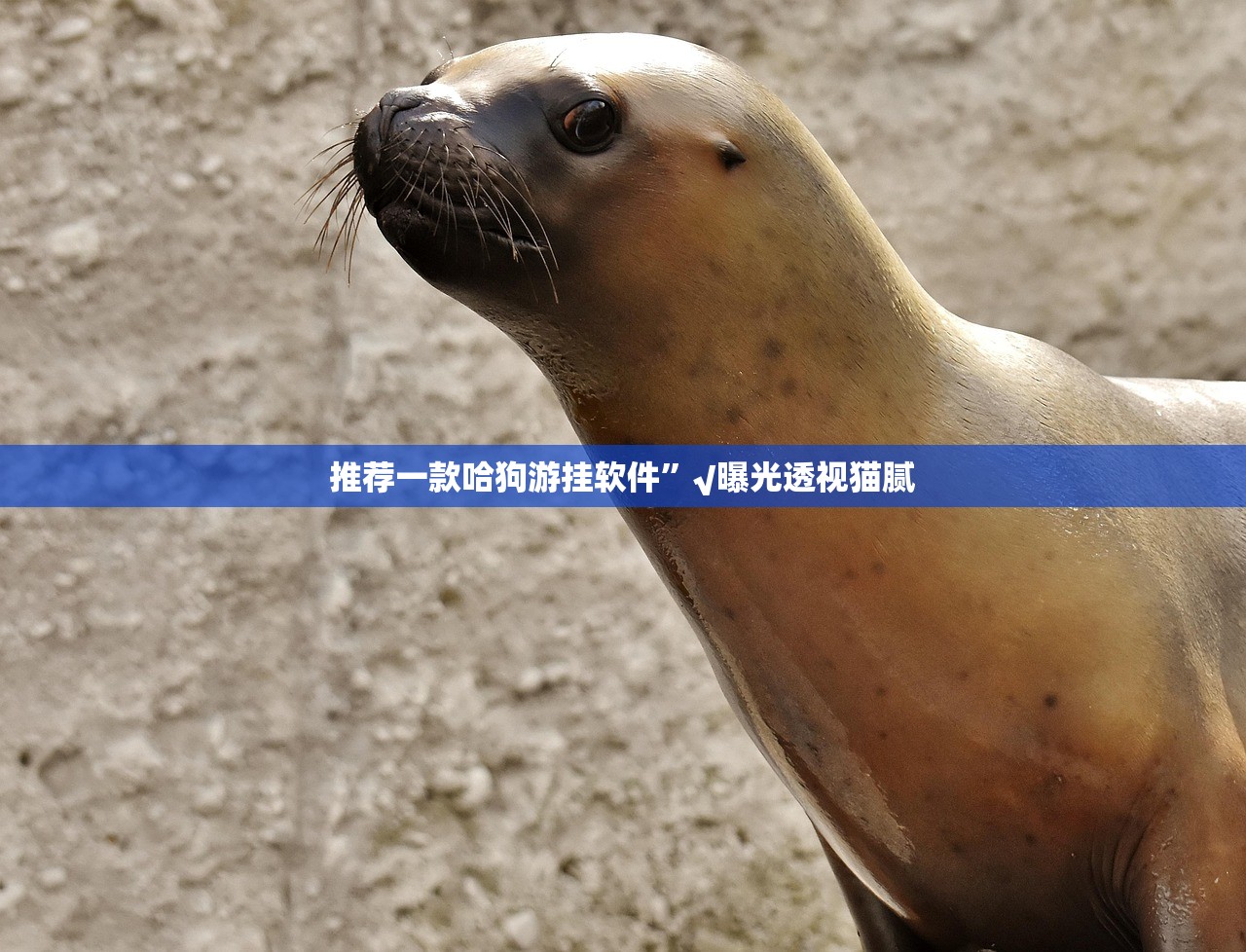 推荐一款哈狗游挂软件”√曝光透视猫腻