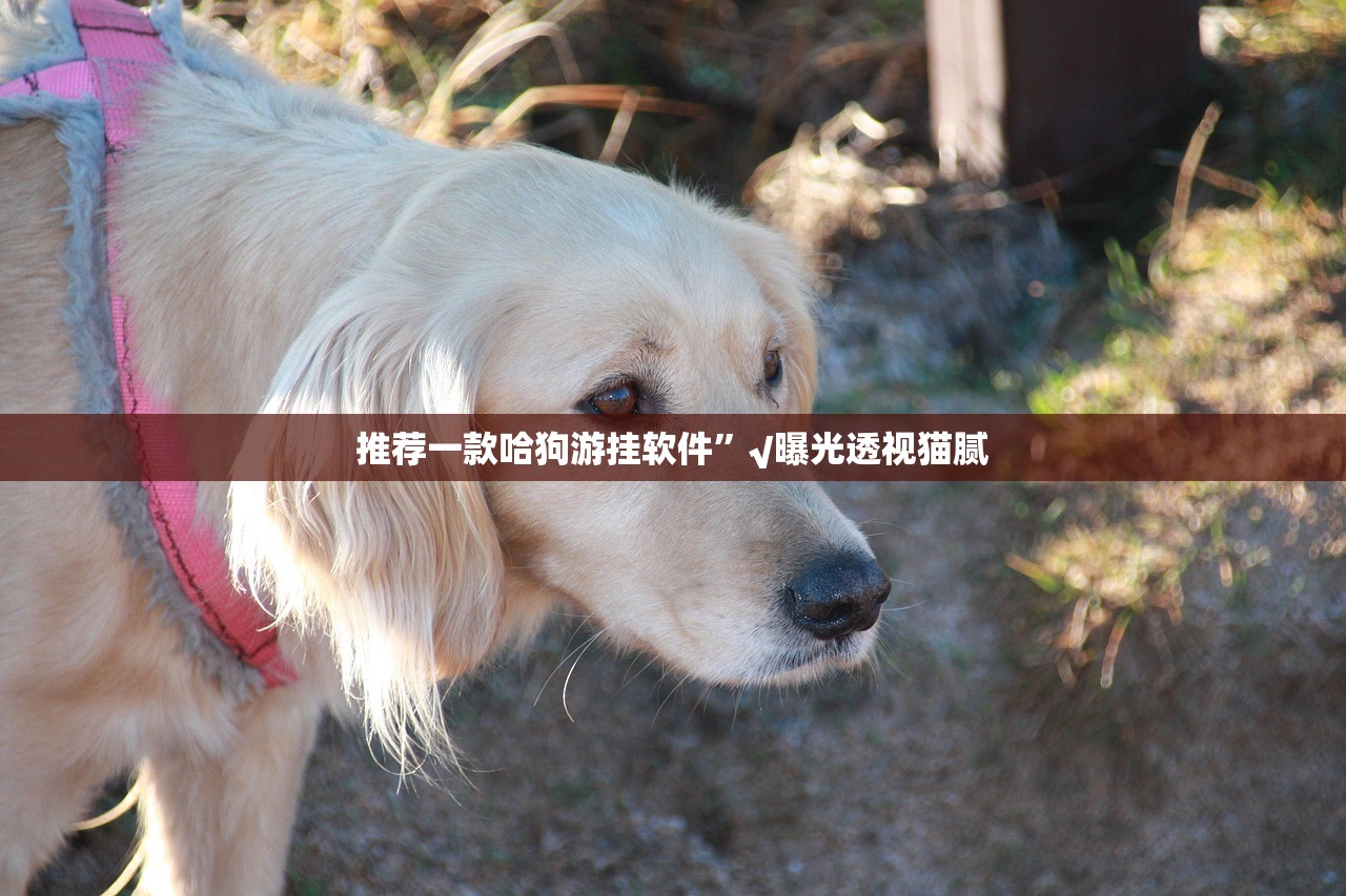推荐一款哈狗游挂软件”√曝光透视猫腻