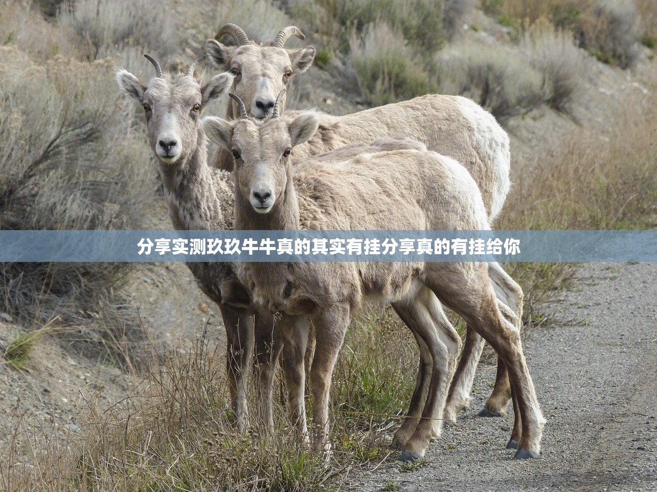 分享实测玖玖牛牛真的其实有挂分享真的有挂给你
