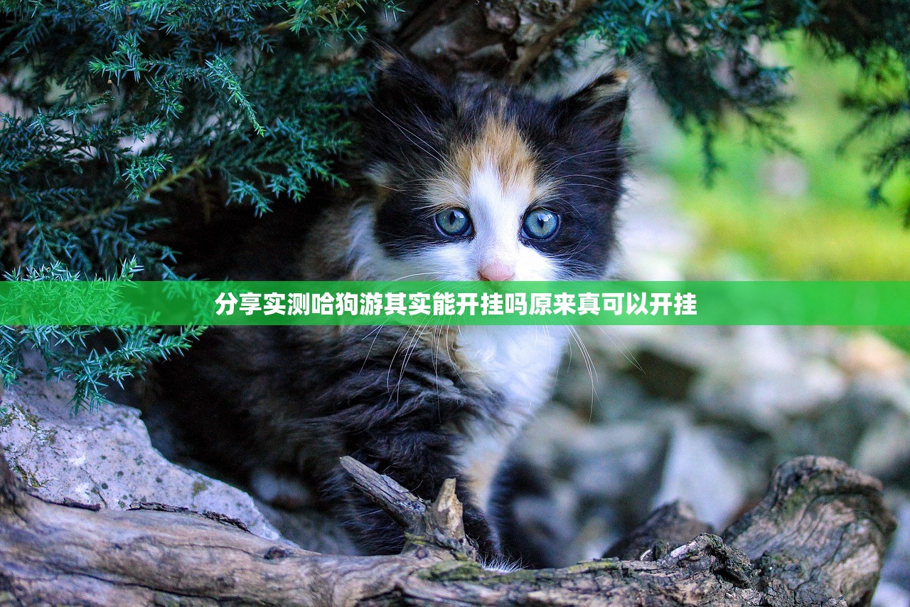 分享实测哈狗游其实能开挂吗原来真可以开挂