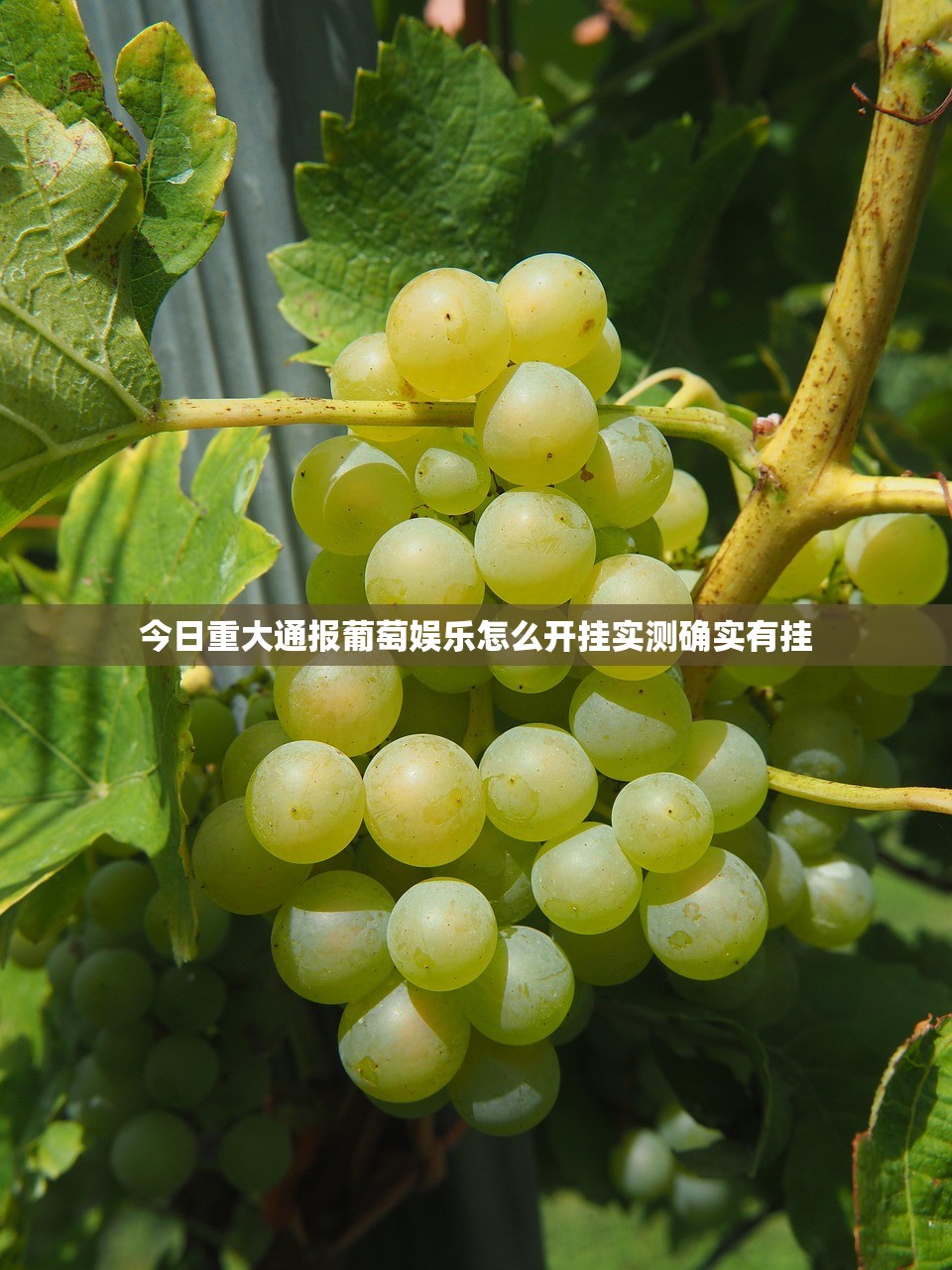 今日重大通报葡萄娱乐怎么开挂实测确实有挂